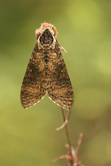 Manduca diffissa tropicalis