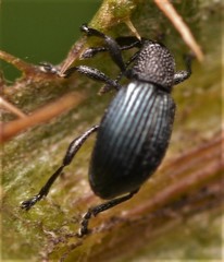 Ceratapion onopordi
