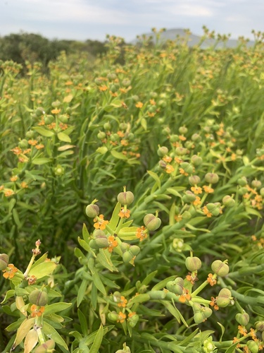 Euphorbia mauritanica, photograph 6