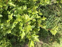 Ribes alpinum