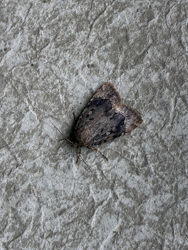 American Copper Underwing