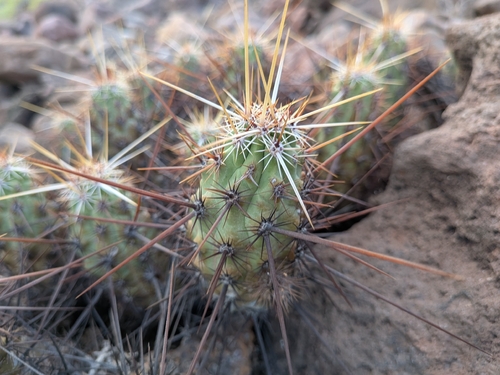 Echinocereus brandegeei