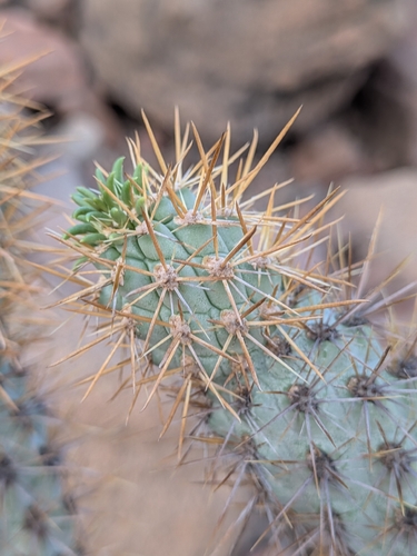 Cylindropuntia alcahes