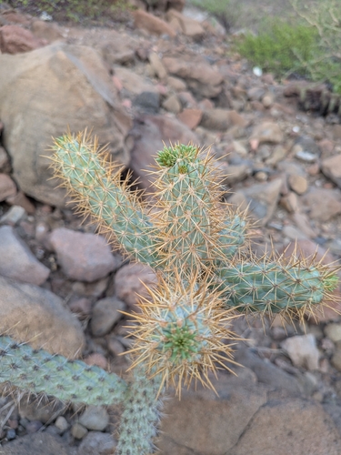 Cylindropuntia alcahes, photograph 2