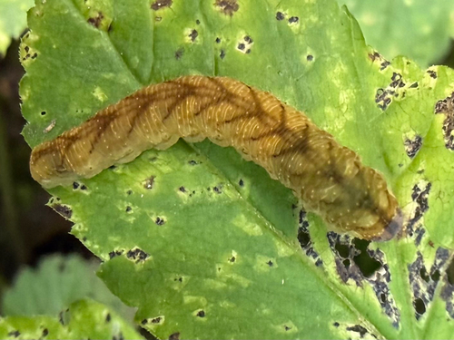 Tenthredo campestris