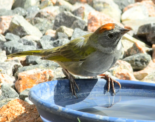 Green-tailed Towhee
