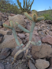 Cylindropuntia alcahes, photograph (c) Abraham Sánchez Romero, some rights reserved (CC BY)