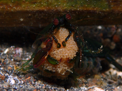 Pseudosquilla ciliata