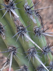 Stenocereus gummosus