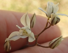 Eriospermum ornithogaloides