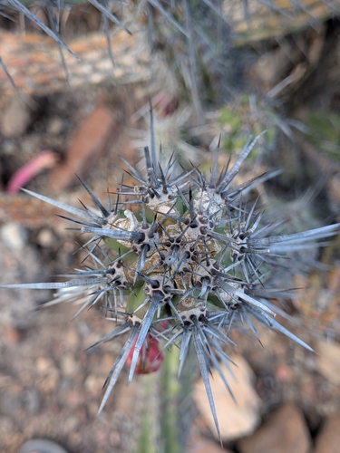 Stenocereus gummosus, photograph 2