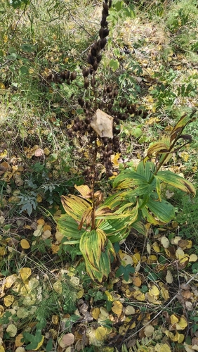 Veratrum lobelianum, photograph 4
