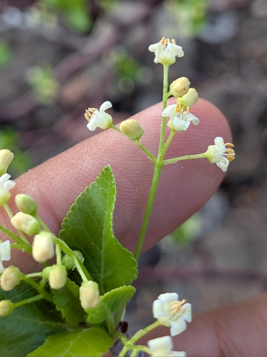 Bursera epinnata, photograph 1