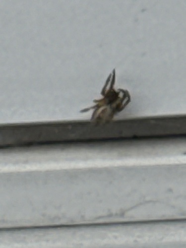 Furrow Orbweaver