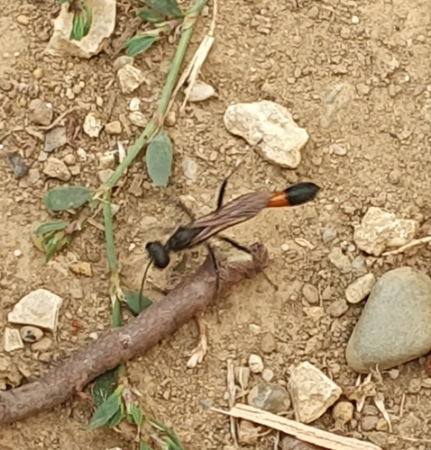 Red-belted Sand Wasp