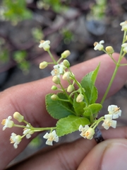 Bursera epinnata, photograph (c) Abraham Sánchez Romero, some rights reserved (CC BY)