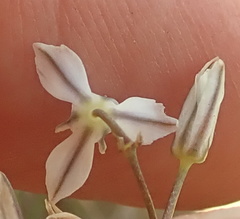 Eriospermum ornithogaloides