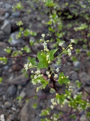Bursera epinnata, photograph (c) Abraham Sánchez Romero, some rights reserved (CC BY)