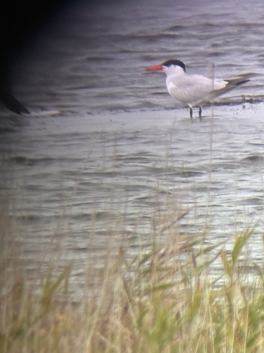 Caspian Tern