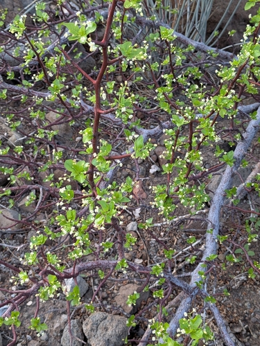 Bursera epinnata, photograph 4