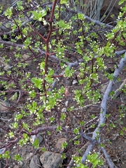 Bursera epinnata, photograph (c) Abraham Sánchez Romero, some rights reserved (CC BY)