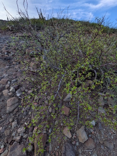 Bursera epinnata, photograph 5