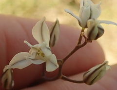 Eriospermum ornithogaloides