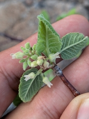 Bursera hindsiana