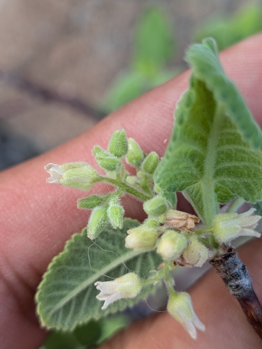 Bursera hindsiana, photograph 2