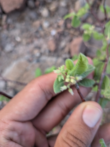 Bursera hindsiana, photograph 3