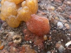 Polyclinum aurantium