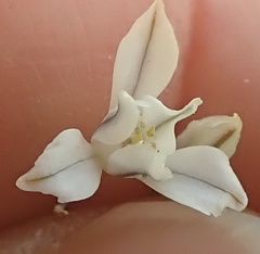 Eriospermum ornithogaloides