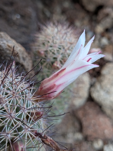 Cochemiea fraileana, photograph 3