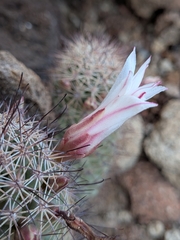 Cochemiea fraileana, photograph (c) Abraham Sánchez Romero, some rights reserved (CC BY)