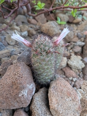 Cochemiea fraileana, photograph (c) Abraham Sánchez Romero, some rights reserved (CC BY)