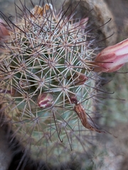 Cochemiea fraileana, photograph (c) Abraham Sánchez Romero, some rights reserved (CC BY)