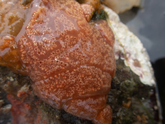 Aplidium nordmanni