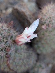 Cochemiea fraileana, photograph (c) Abraham Sánchez Romero, some rights reserved (CC BY)
