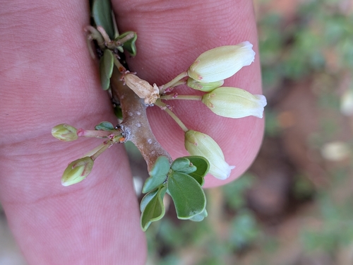 Jatropha cuneata