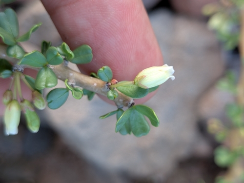 Jatropha cuneata, photograph 1