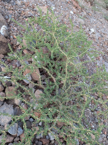 Jatropha cuneata, photograph 2