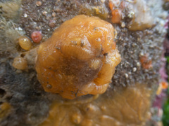 Polyclinum aurantium