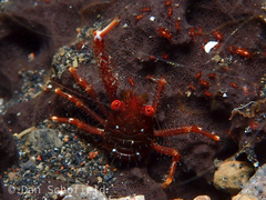 Galathea subsquamata