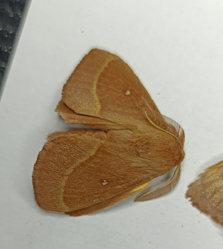 Grass Eggar