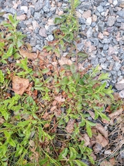 Magnoliopsida