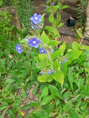 Pentaglottis sempervirens