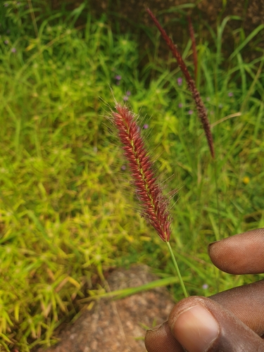 feathery pennisetum