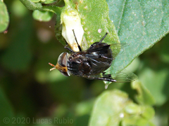 Copestylum spinigerum