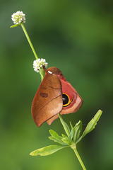 Automeris innoxia