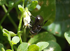 Copestylum spinigerum